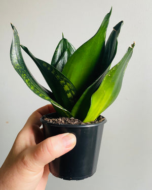 Sansevieria trifasciata - Whitney