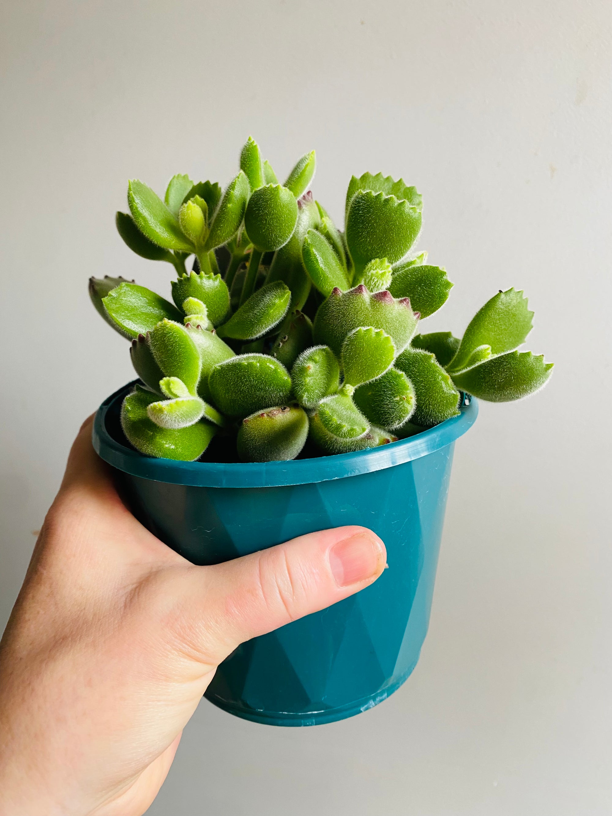 Cotyledon tomentosa subsp. ladismithiensis - 'Bear's Paw'