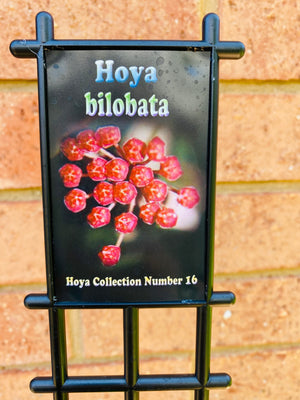 Hoya - Bilobata Collection No. 16