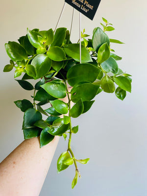 Lipstick Plant - Aeschynanthus obconicus 'Mona Lisa' (New Release)