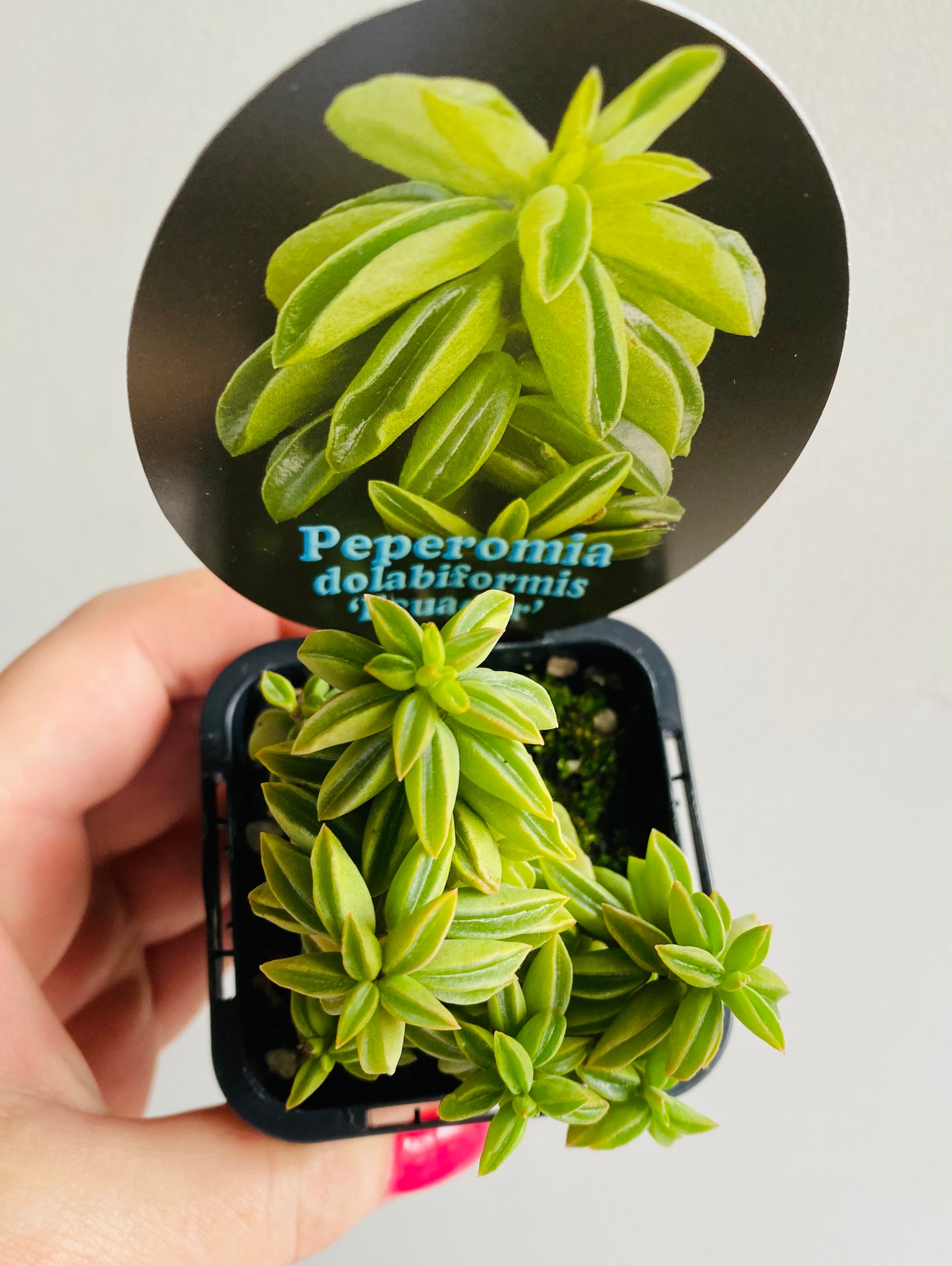 Peperomia dolabriformis 'Ecuador'