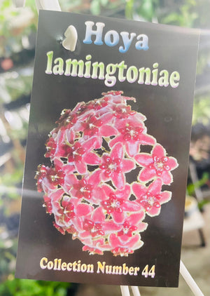 Hoya - Lamingtoniae Collection No. 44