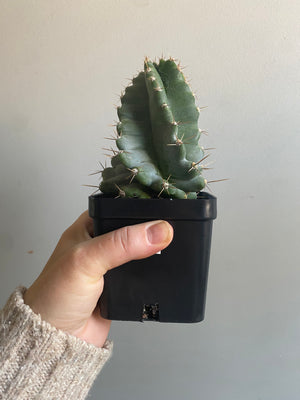 Cereus peruvianus 'spiralis'