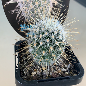 Mammillaria magnifica