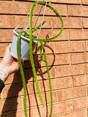 Aporophyllum ‘Caroline’ - Mistletoe Cactus Collection No. 51