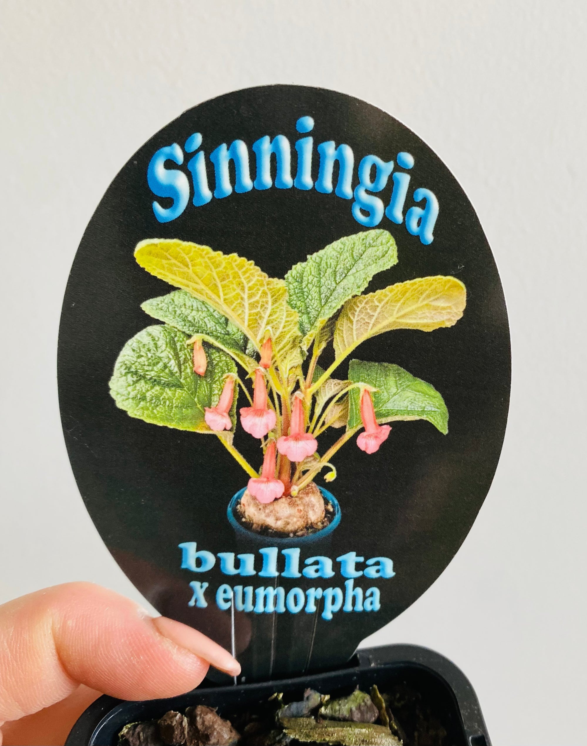Sinningia hybrid - Bullata x Emorpha (white flower)
