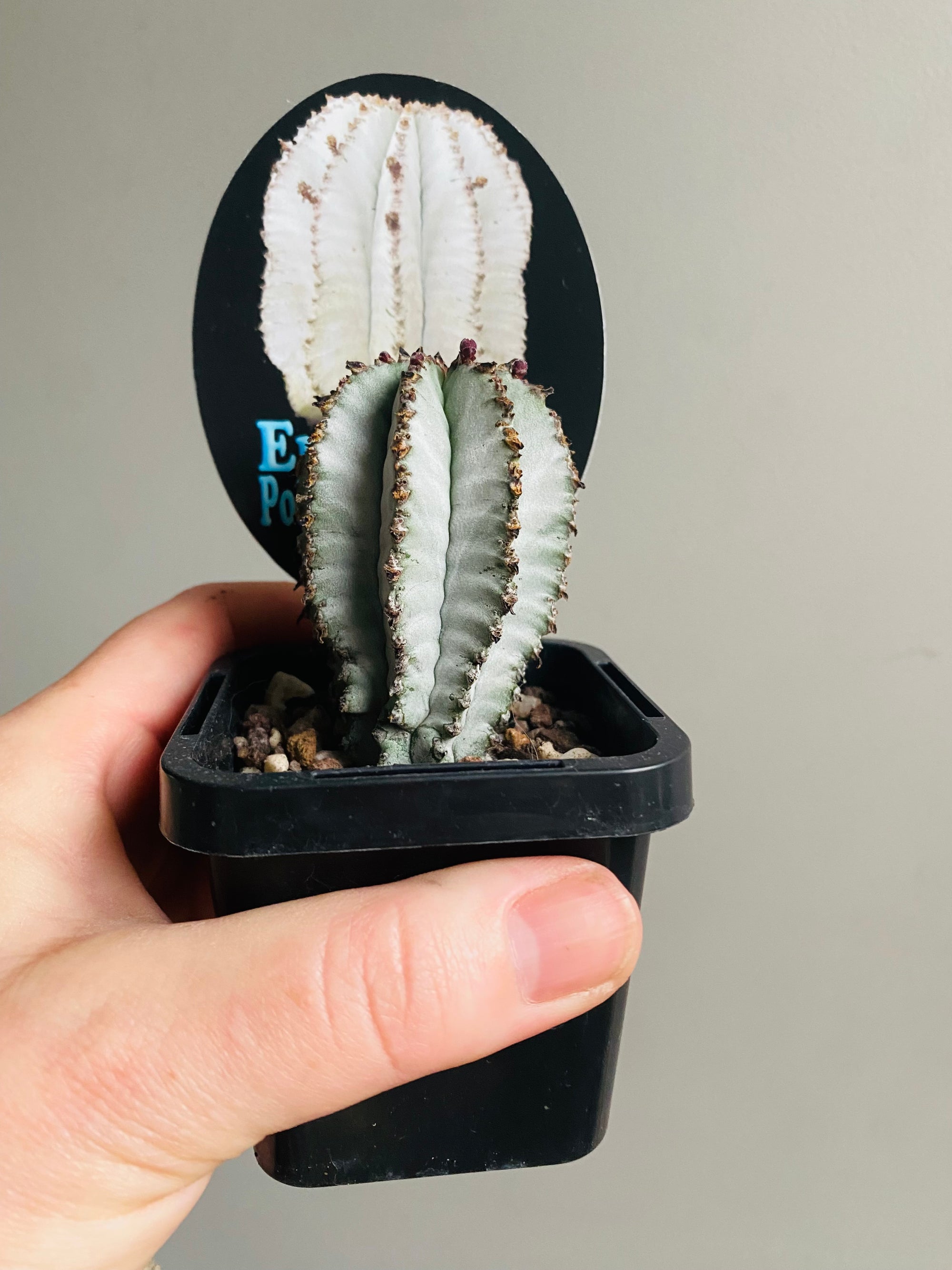 Euphorbia polygona 'Snowflake'