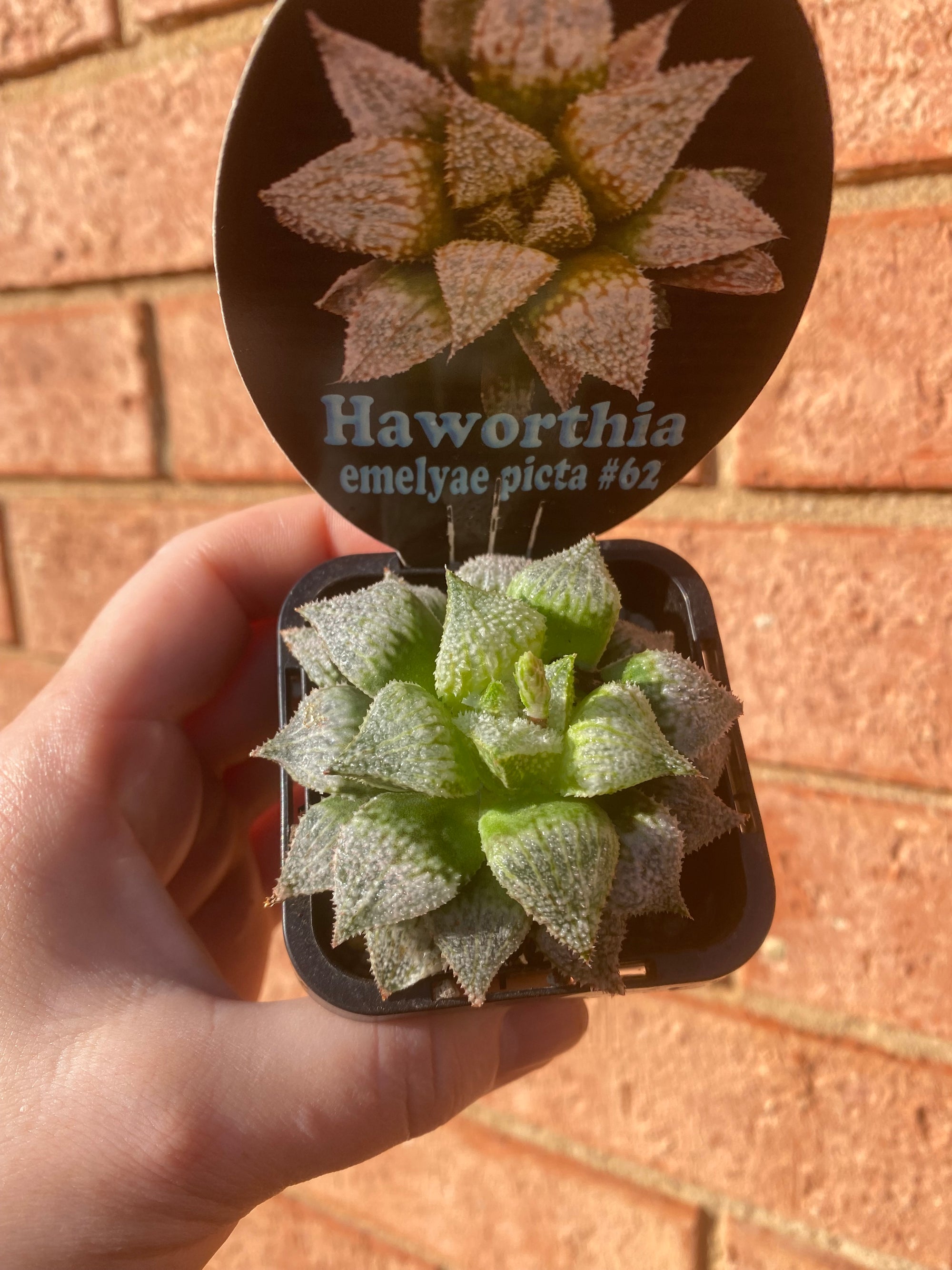 Haworthia emelyae picta No 62