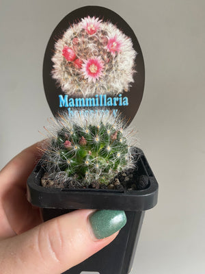 Mammillaria bocasana v roseaflora