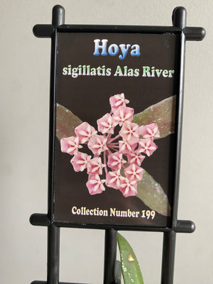 Hoya Sigillatis Alas River Collection No. 199