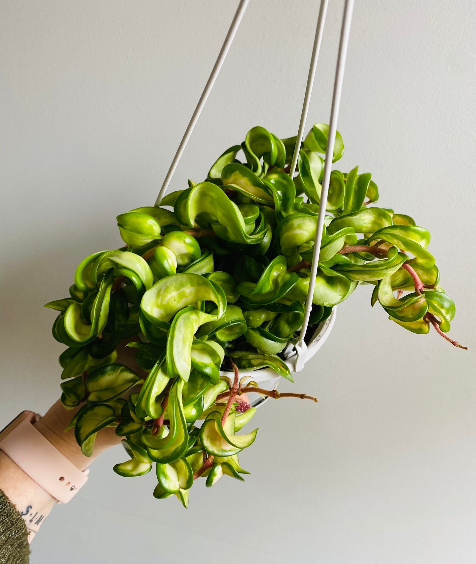 Hoya - Indian Rope Inside Variegate Collection No. 2.1