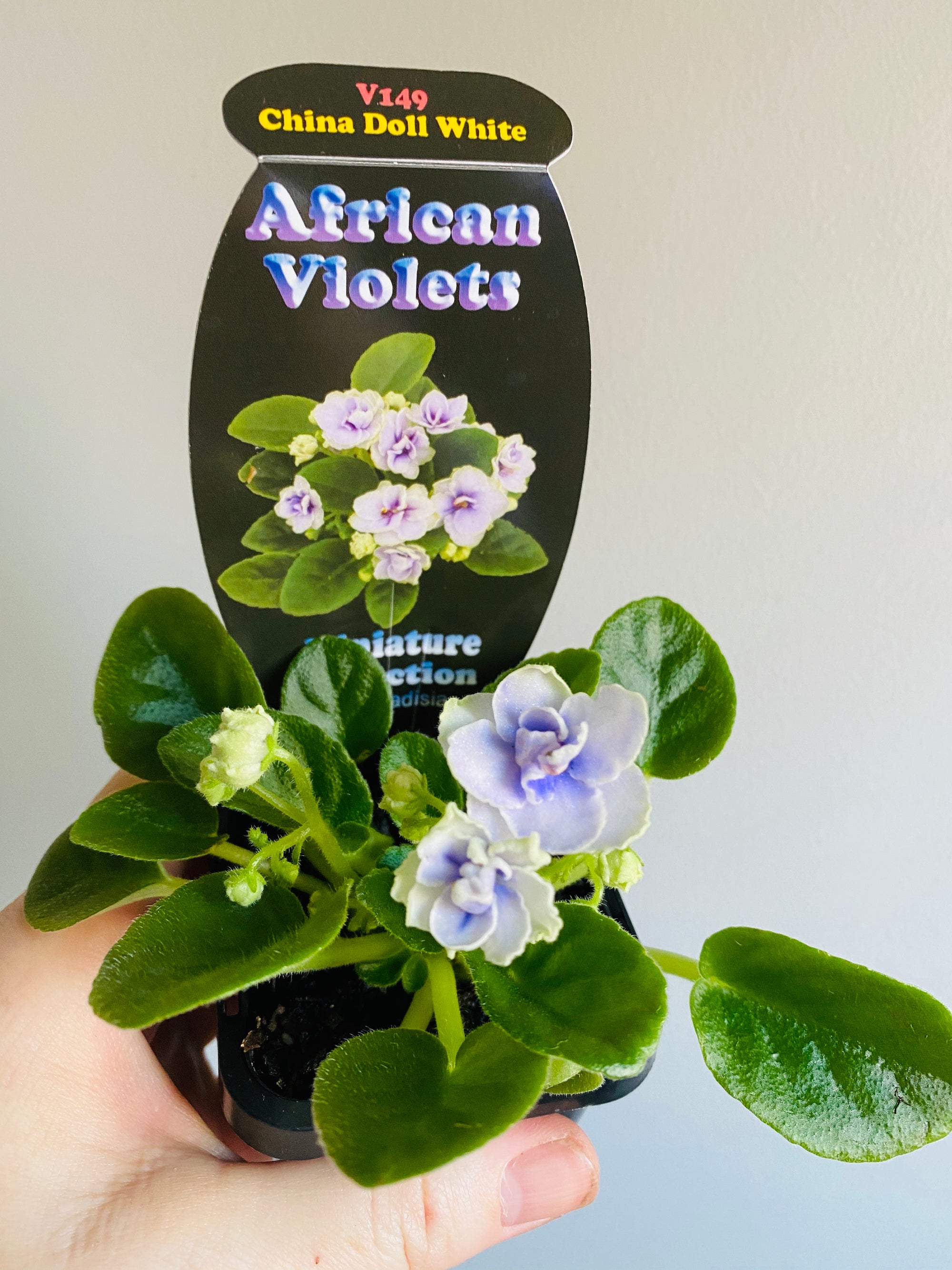 African Violet - China Doll White