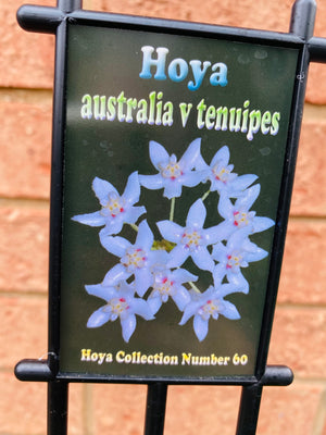 Hoya - Australia v Tenuipes Collection No. 60