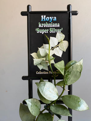 Hoya - Krohniana ‘Super Silver’ Collection No. 218