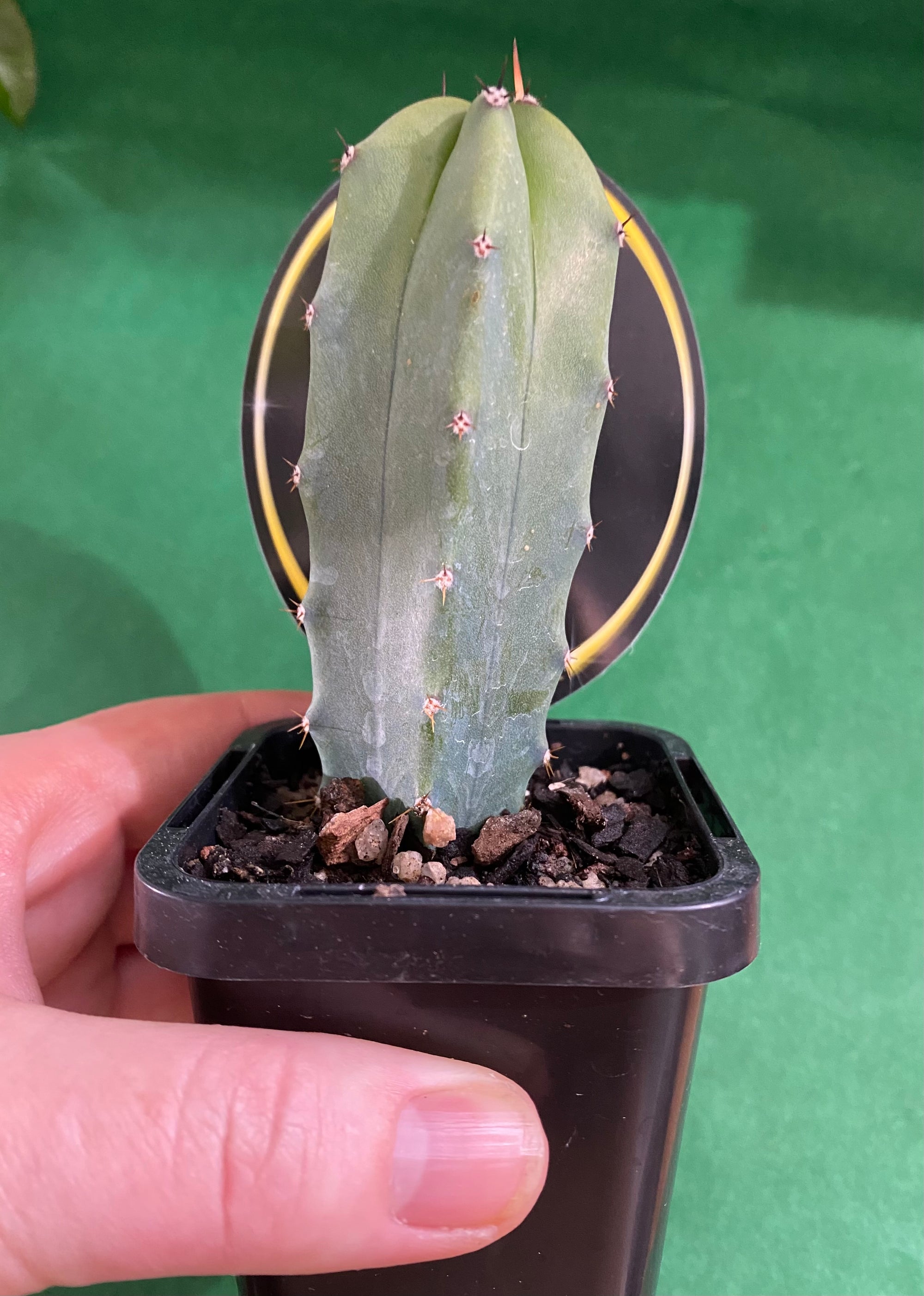 The Blue Torch - Myrtillocactus geometrizans