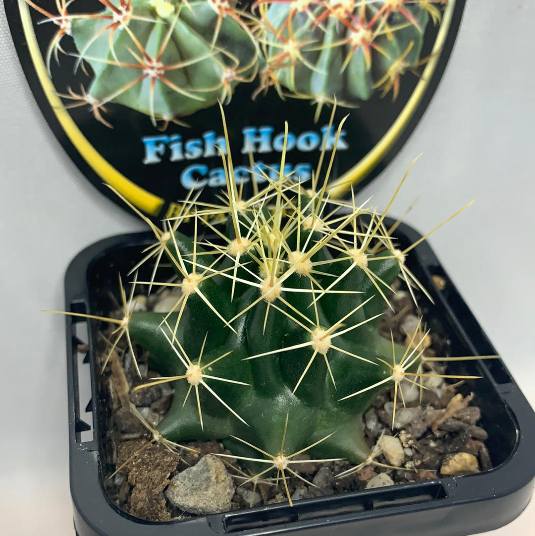 Ferocactus - Fish Hook Barrels