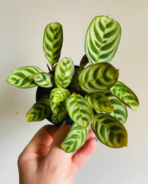 Ctenanthe - Burle-Marxii