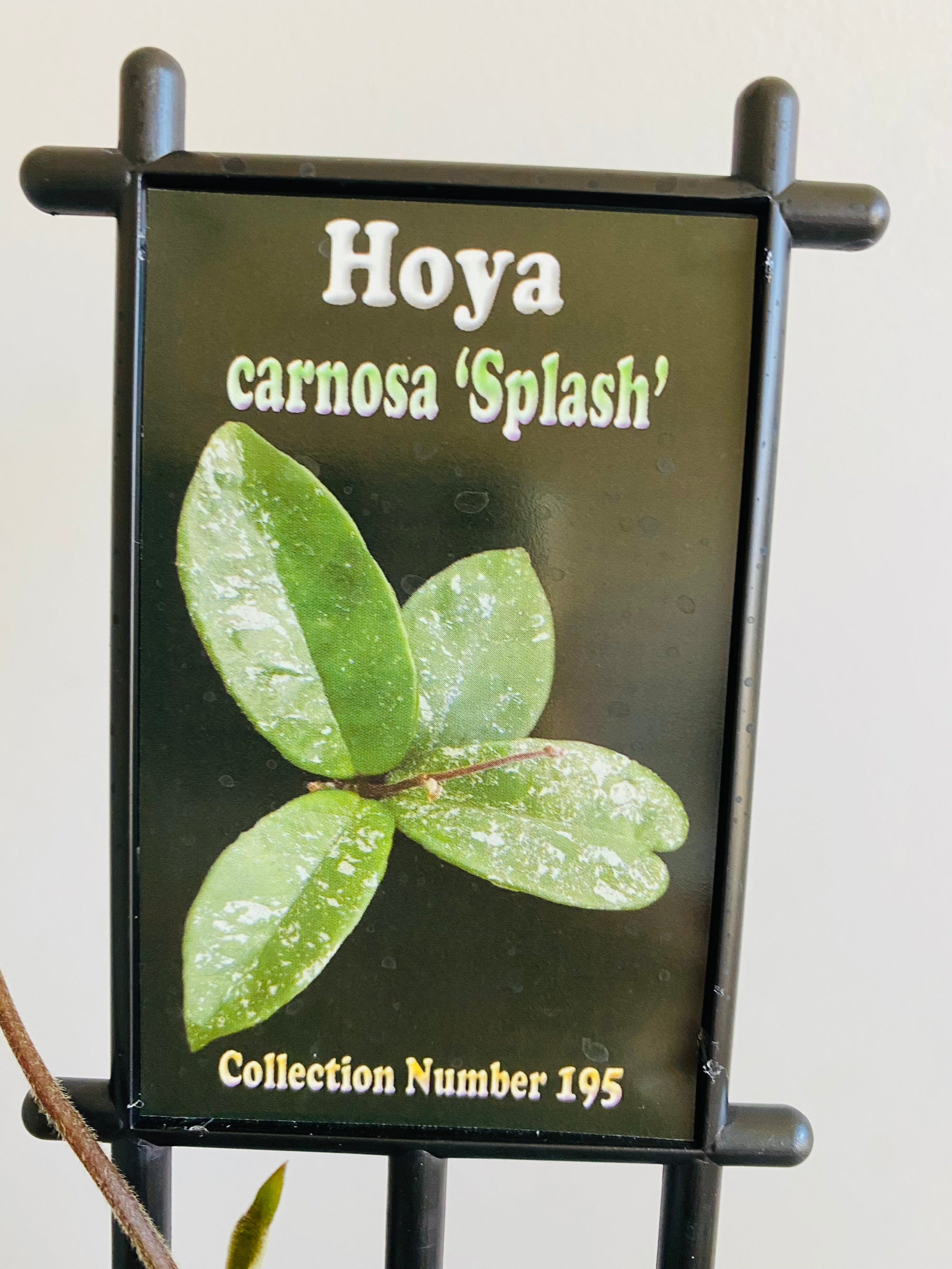 Hoya - Carnosa Splash Collection No. 195