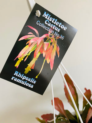 Rhipsalis Ramulosa - Mistletoe Cactus Collection No. 36