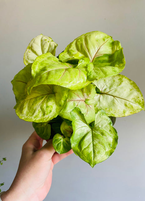 Syngonium - Gold Allusion