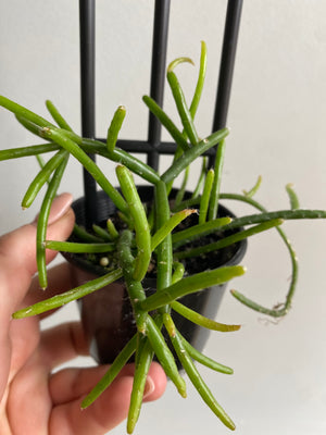 Rhipsalis Baccifera ssp. Delphinensis - Mistletoe Cactus Collection No. 44