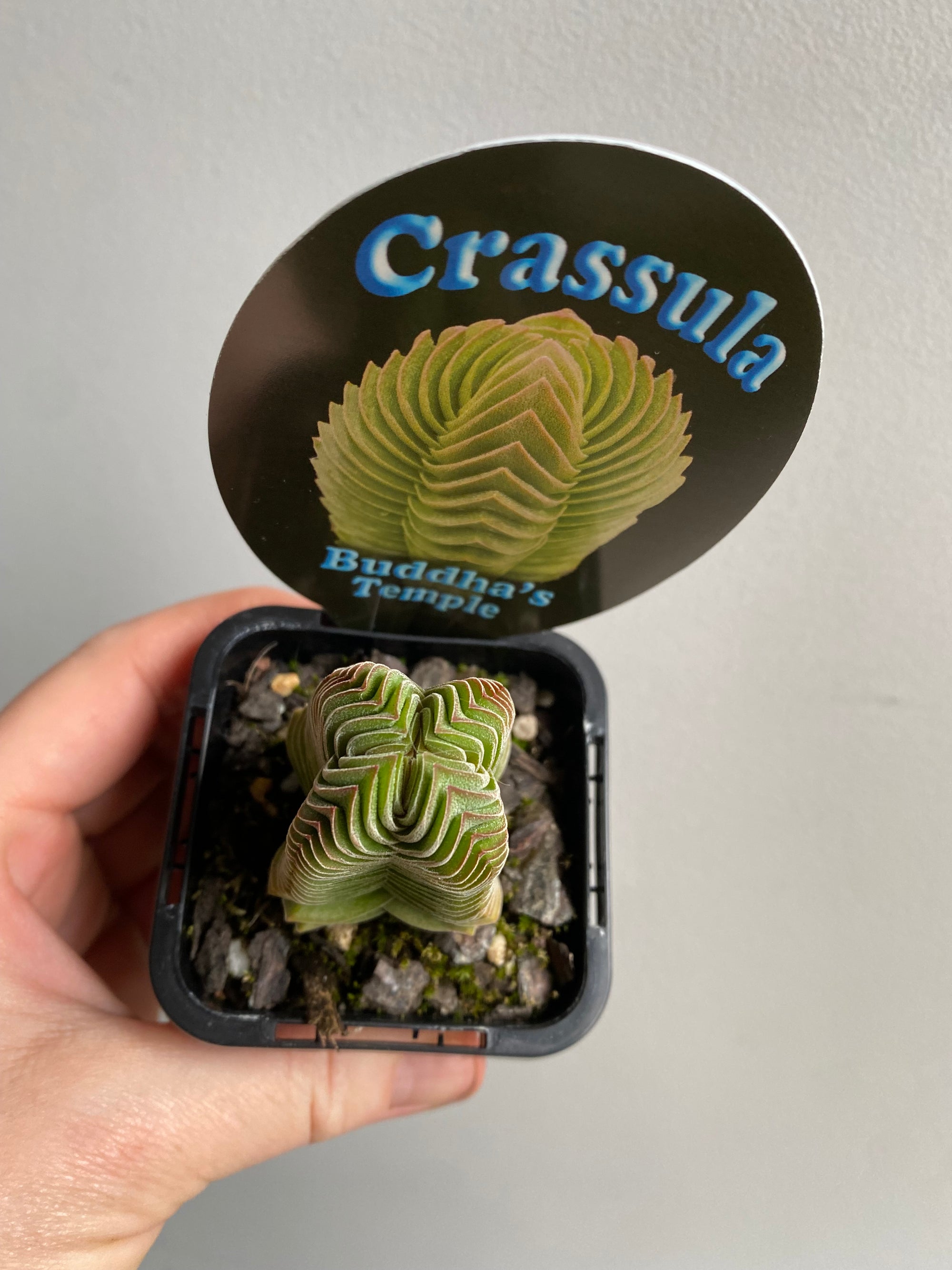 Crassula 'Buddha's Temple'