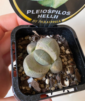 Pleiospilos nellii - Split Rock