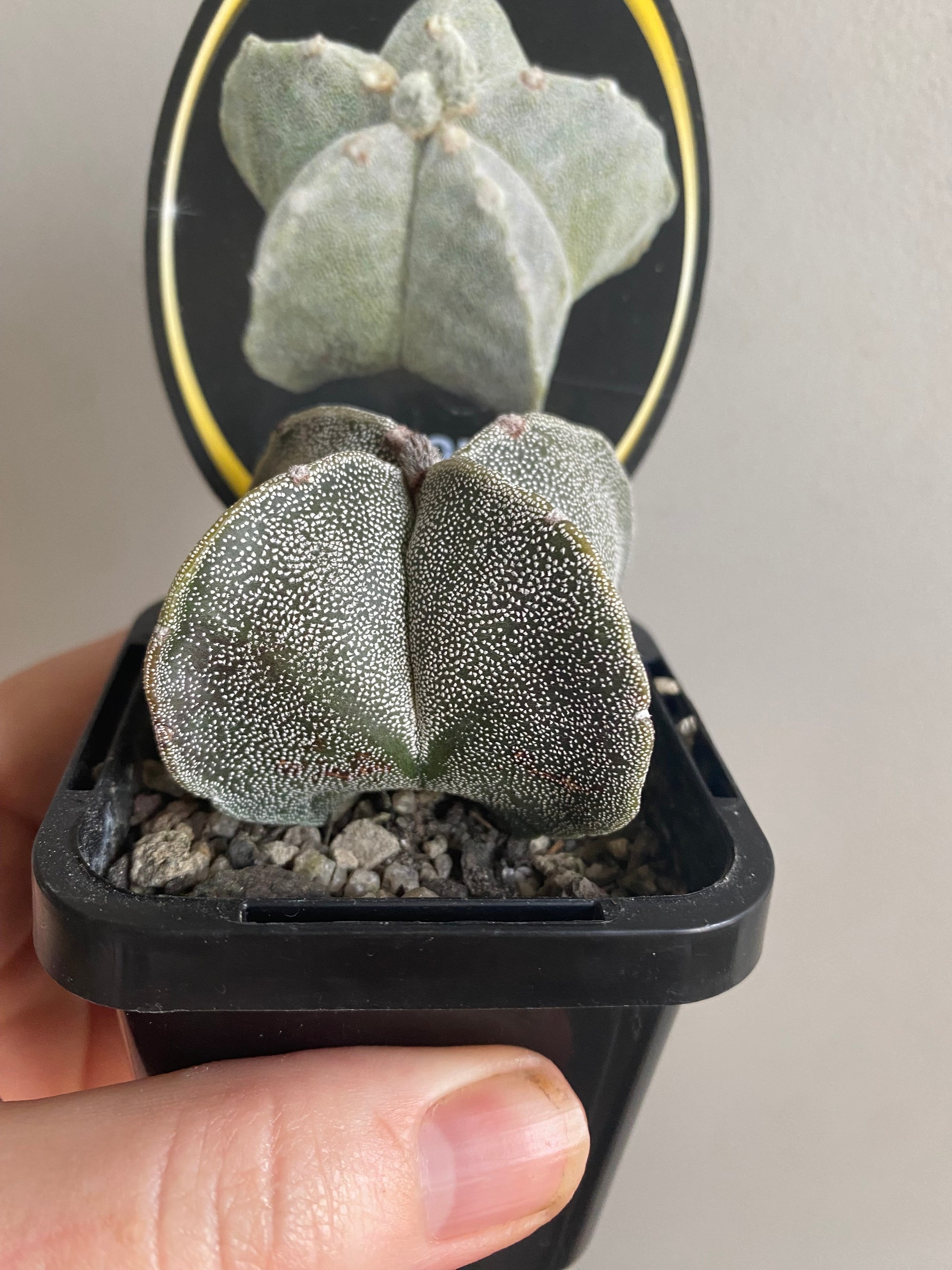 Astrophytum myriostigma - The Bishop's Cap