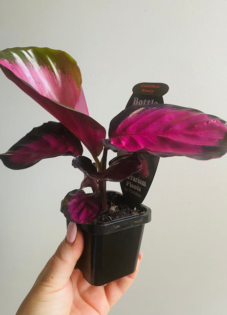 Calathea - Rosey