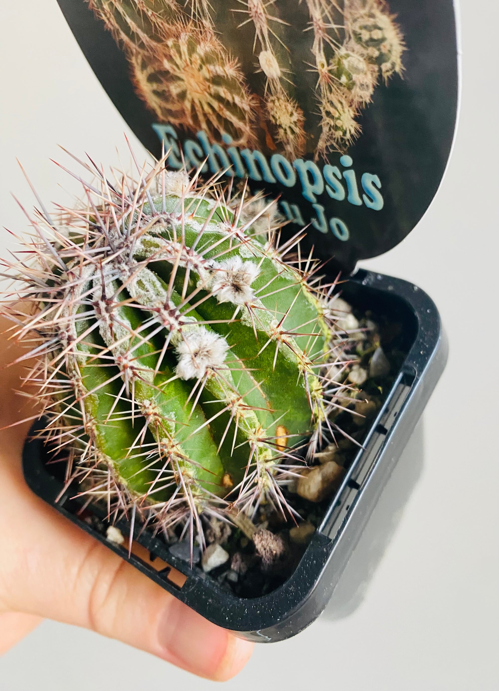 Echinopsis cultivar 'Haku Jo'