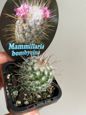 Mammillaria bombycina 'The Bridal Ball'