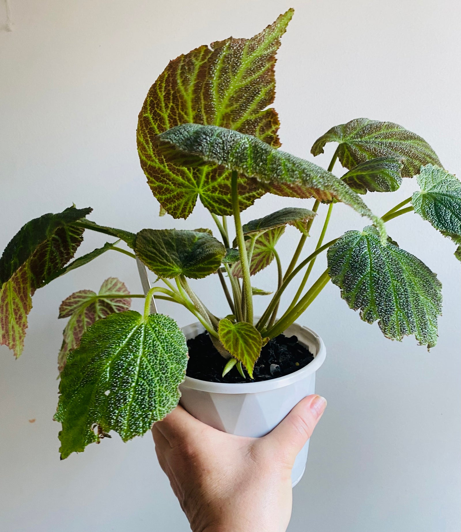 Begonia chloroneura