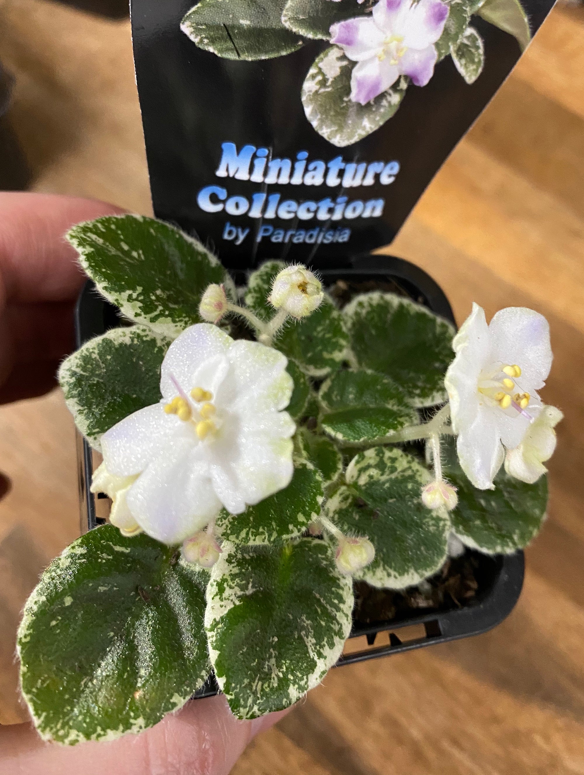 African Violet - Shirl’s Hawaiian Lei