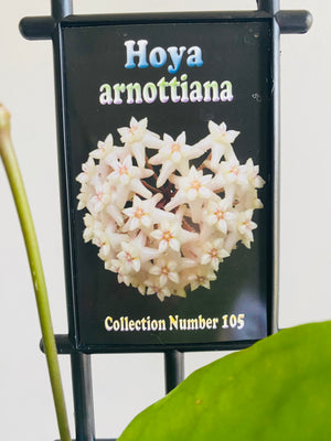 Hoya - Arnottiana Collection No. 105