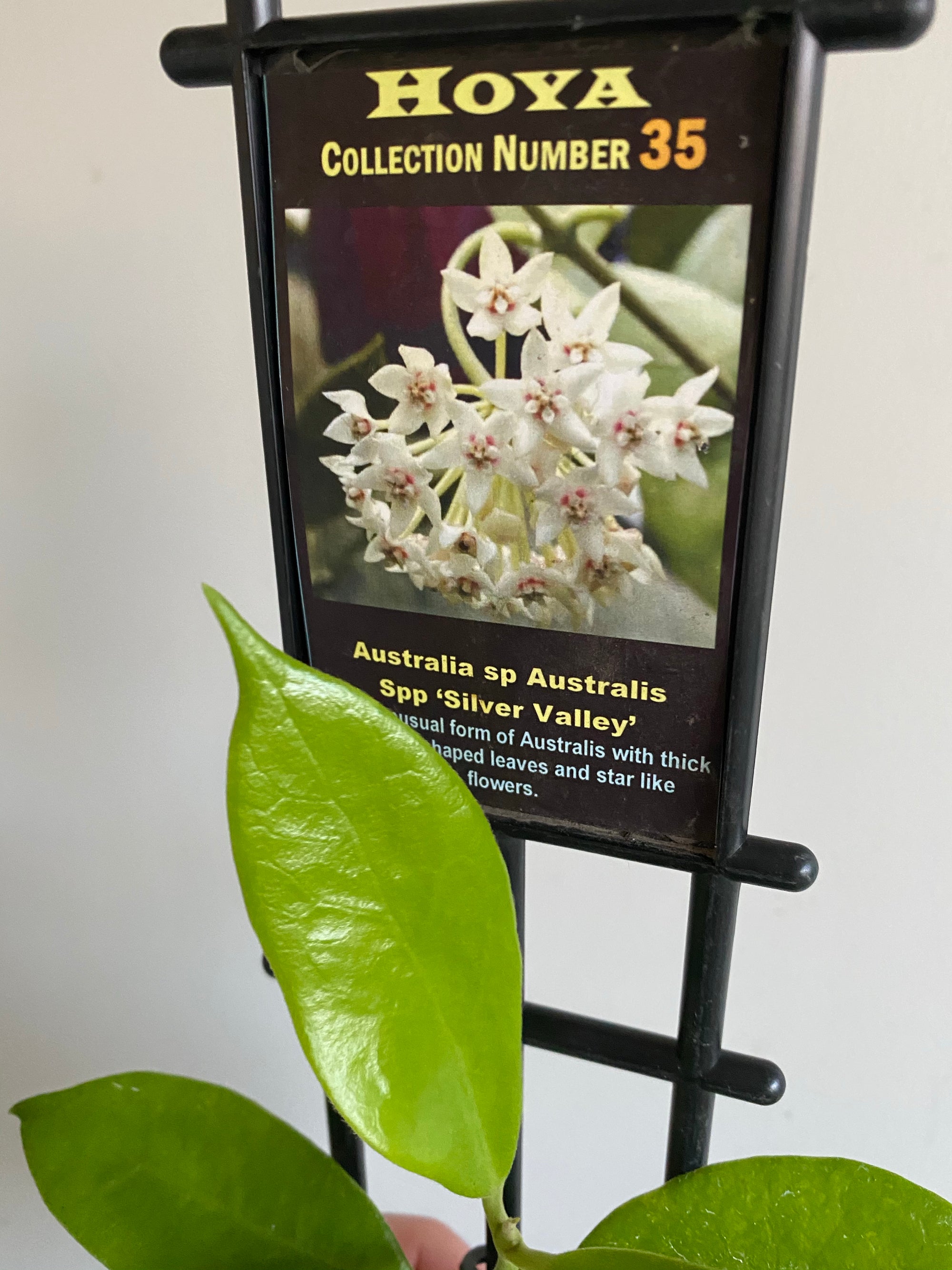 Hoya - Australia sp Australis Ssp ‘Silver Valley’ Collection No. 35