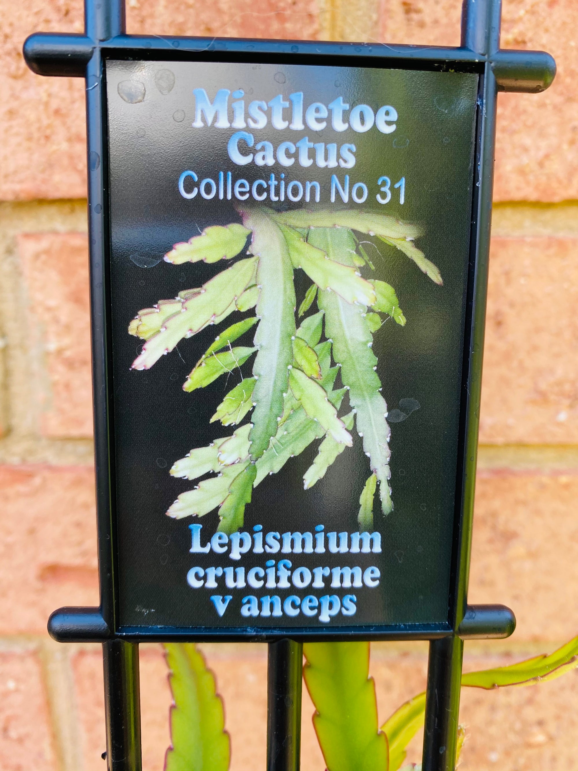 Rhipsalis Lepismium Cruciforme v Anceps - Mistletoe Cactus Collection No. 31
