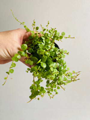 Peperomia prostrata - String of Turtles aka Jade Necklace