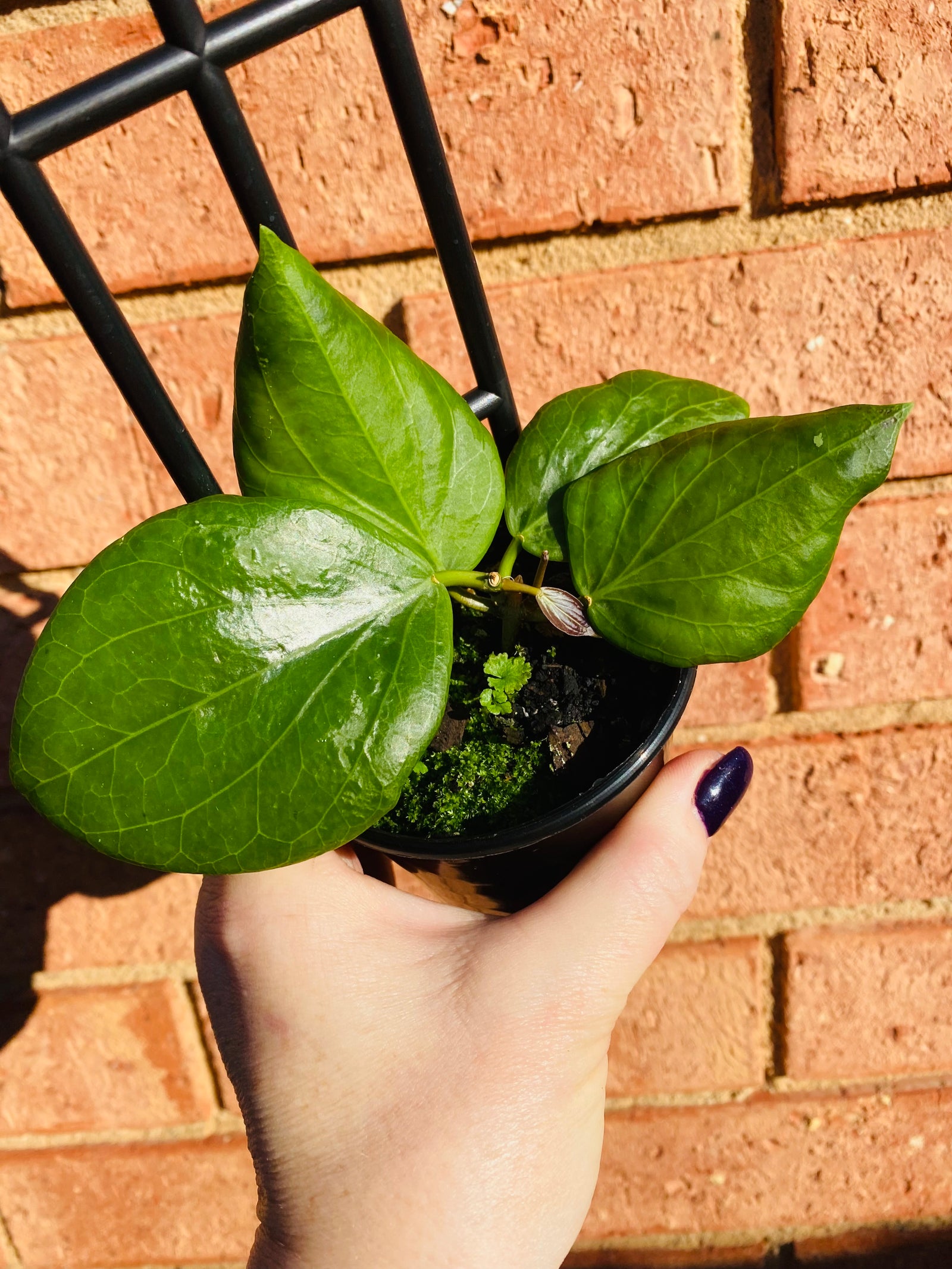 Hoya - Cominsii Collection No. 76