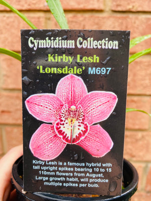 Cymbidium Collection - Kirby Lesh 'Lonsdale'