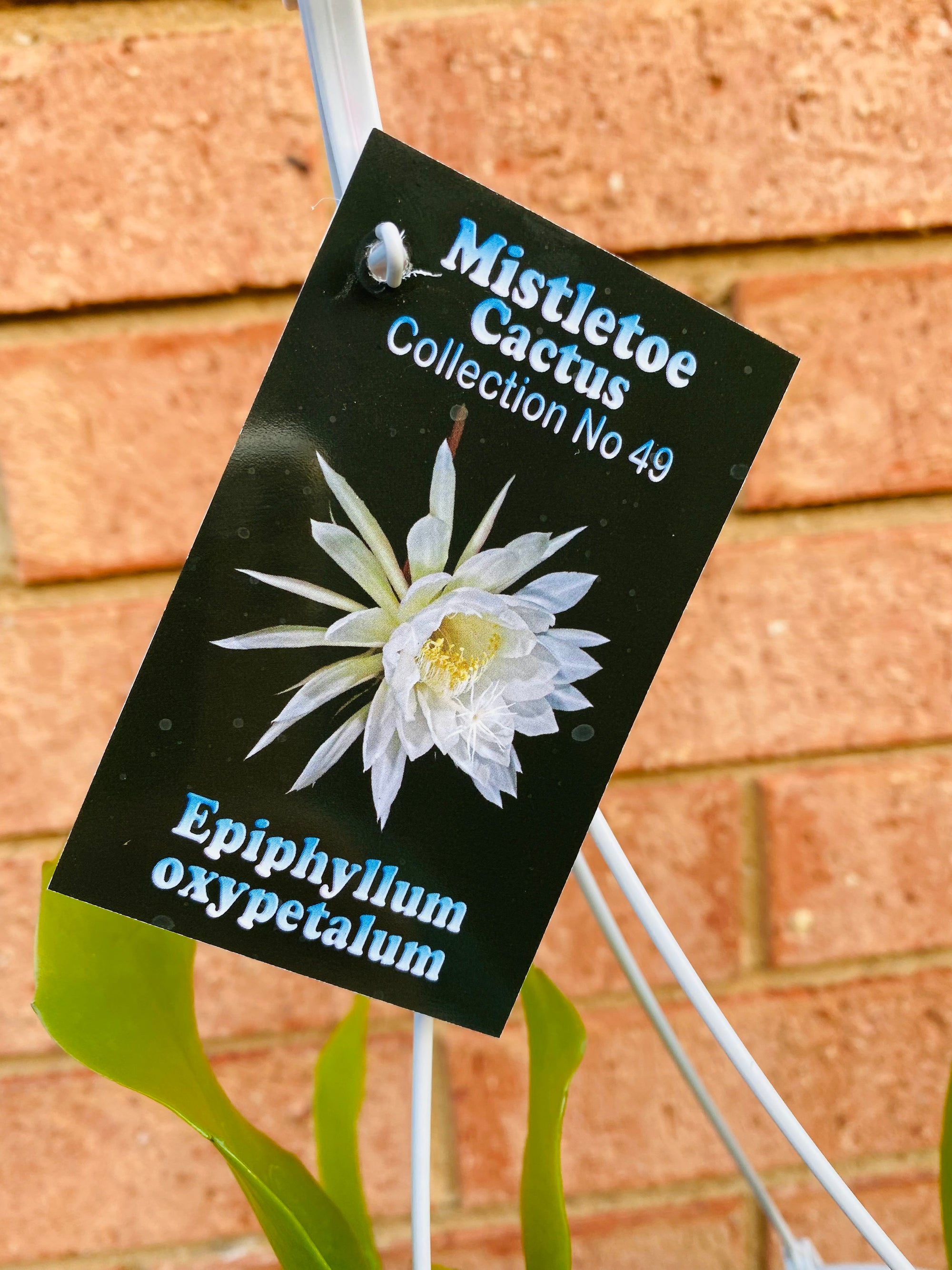 Epiphyllum oxypetalum - Queen of the Night