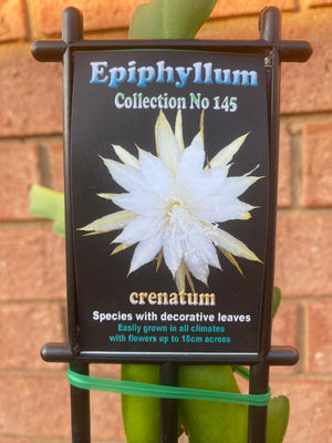 Epiphyllum 'The Orchid Cactus' - Crenatum - Collection No. 145