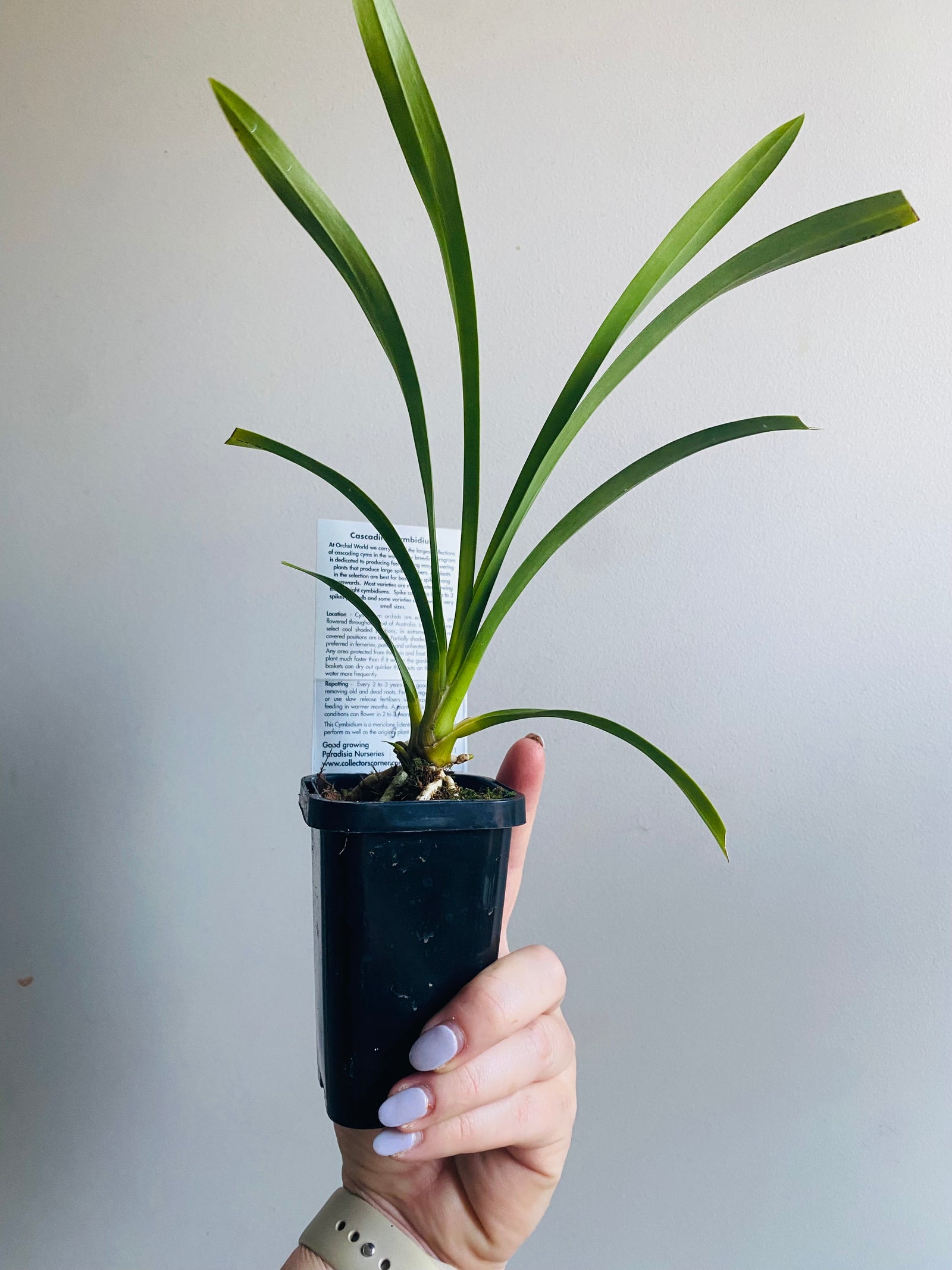 Cascading Collection - Mary Green 'Green Gables'