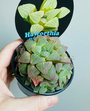 Haworthia pygmaea