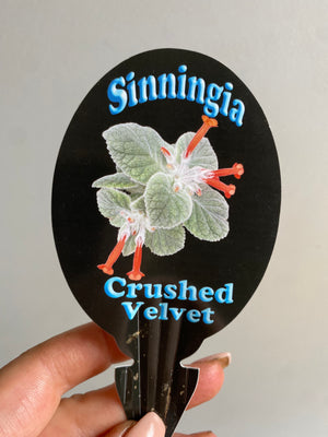 Sinningia - Crushed Velvet