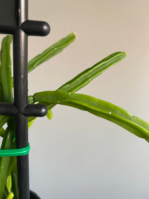 Rhipsalis Pentaptera - Mistletoe Cactus Collection No. 22