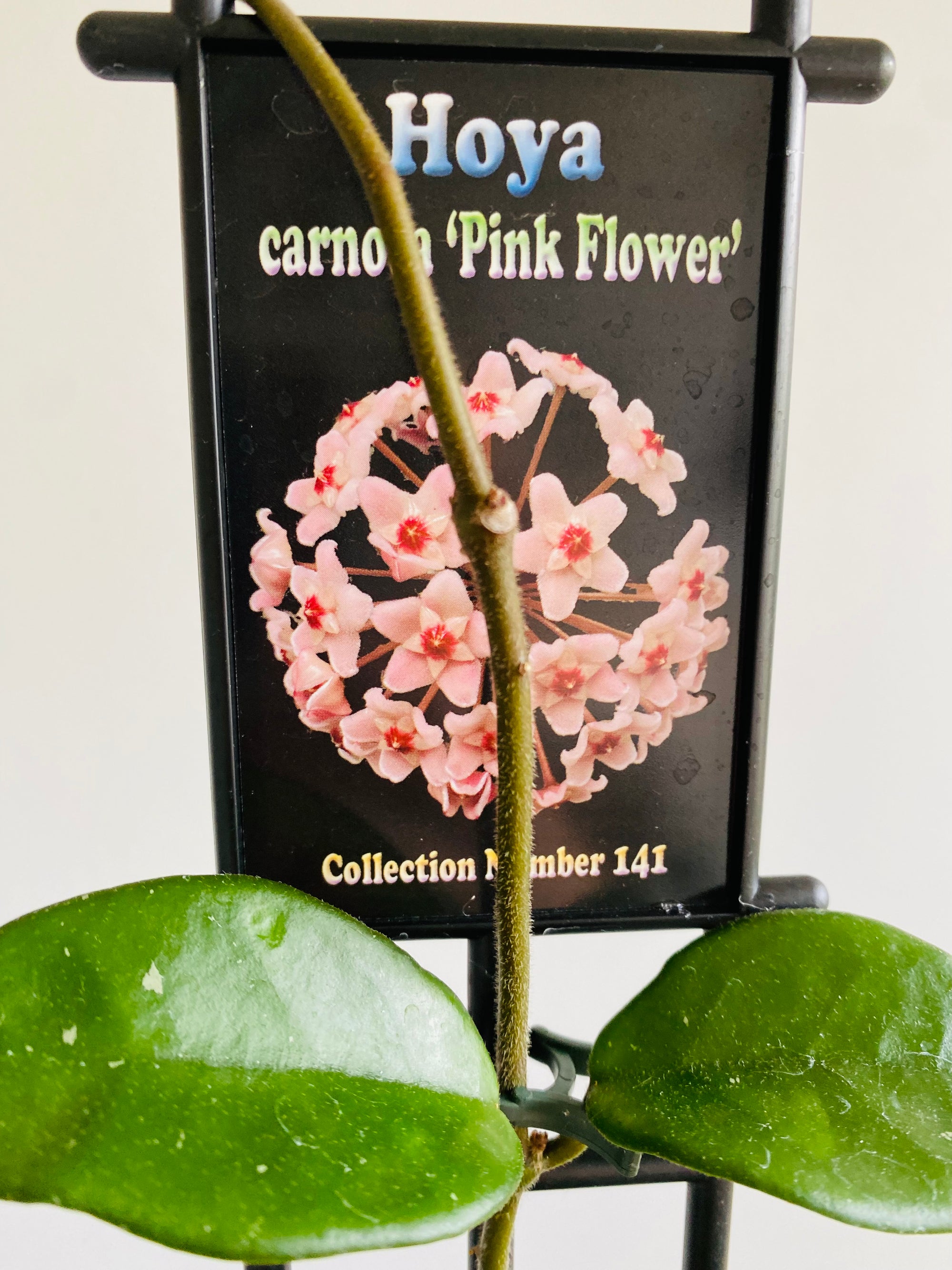 Hoya - Carnosa ‘Pink Flower’ Collection No. 141