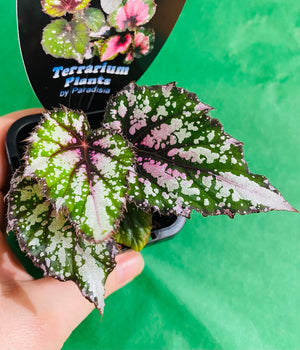 Begonia rex hybrid - Pink/Green