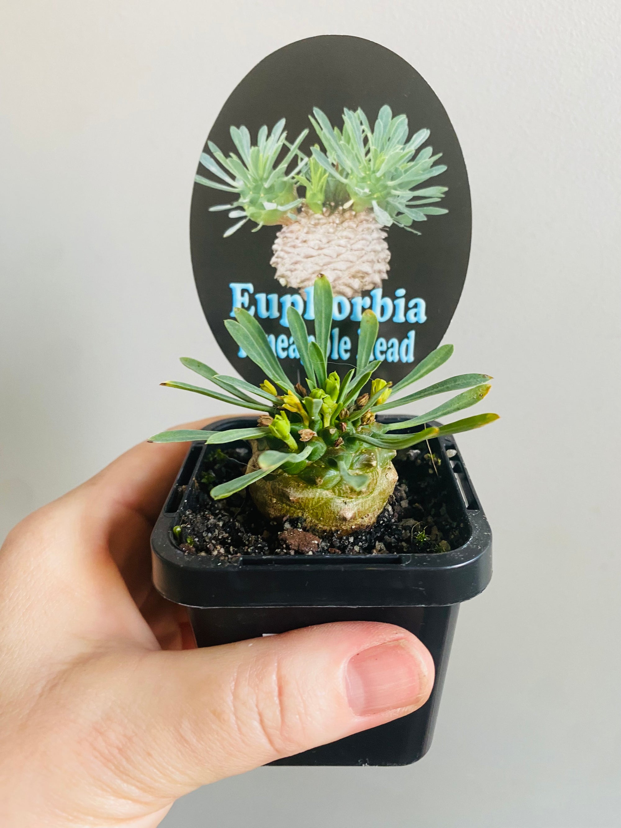 Euphorbia 'Pineapple Head'