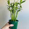 Dracaena/Lucky Bamboo