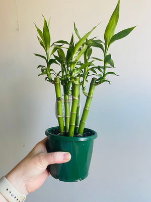 Dracaena sanderiana - Lucky Bamboo (5 Canes)